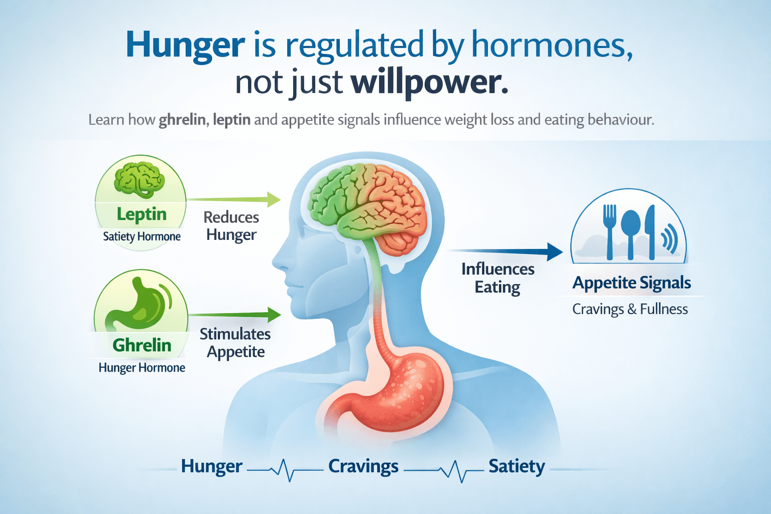 Understanding Hunger Hormones: Ghrelin, Leptin and Appetite